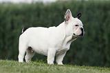 BOULEDOGUE FRANCAIS 651